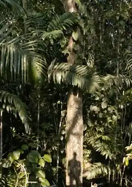 فضای درخشان‌وحشی